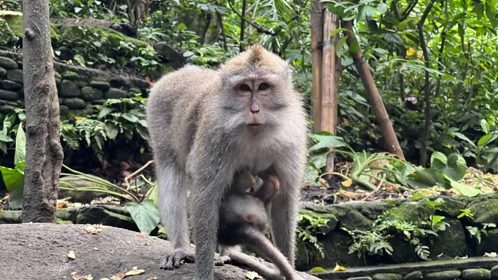 새끼를-안고있는-원숭이