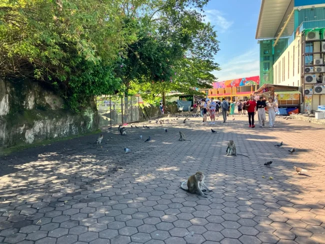 바투동굴의-원숭이와-비둘기