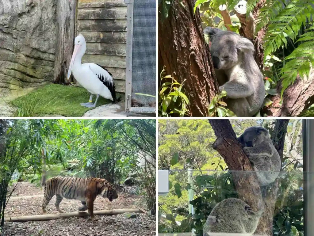 타롱가주의-동물들