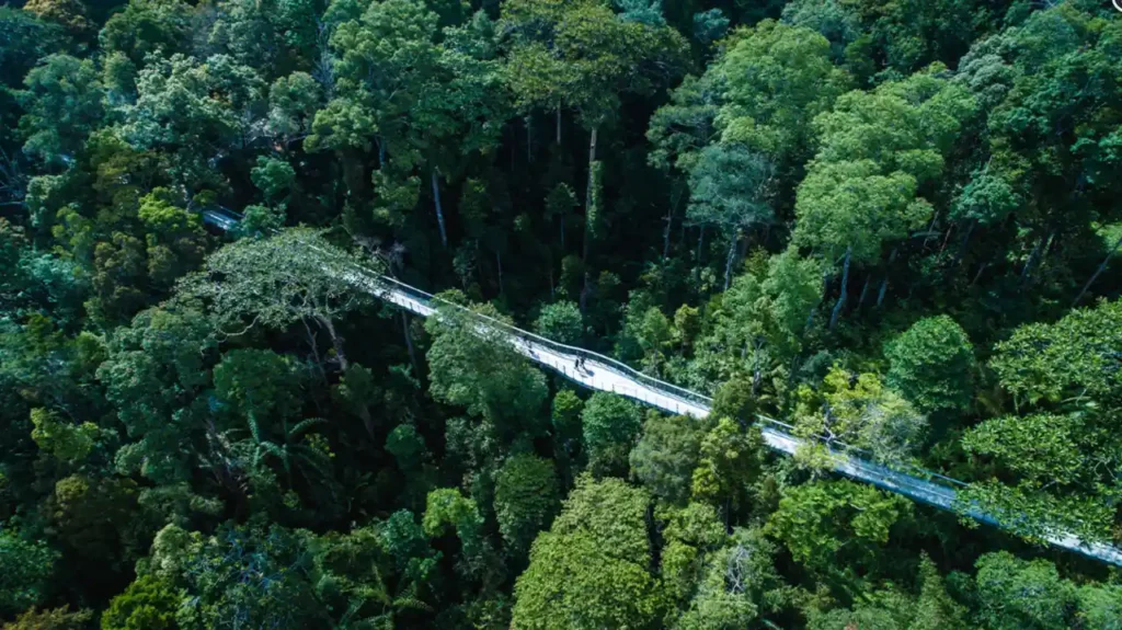 페낭힐-커티스트-트리톱-워크